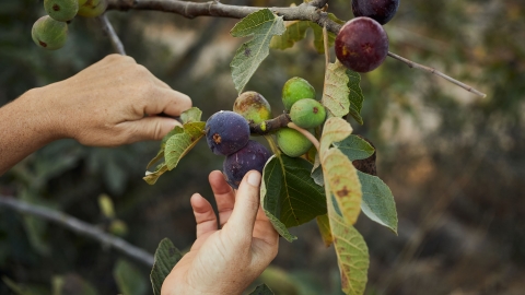 עץ התות.jpg (1).jpg